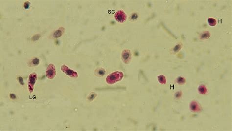 Light microscopy of recirculated hemocytes in reaction with PAS. SG:... | Download Scientific ...