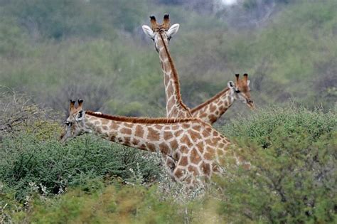 Premium Photo View Of Giraffe On Field