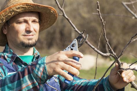 Apfelbaum Schneiden Pflanzschnitt Erziehungsschnitt Und Andere