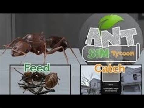 Começando uma colônia de formigas no Ant Sim Tycoon YouTube