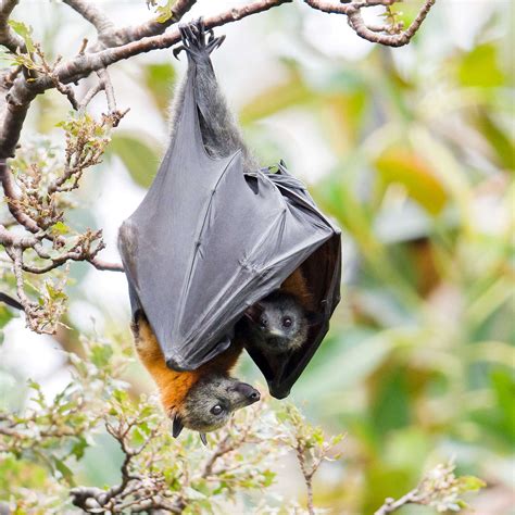 grey headed flying foxes  green adelaide