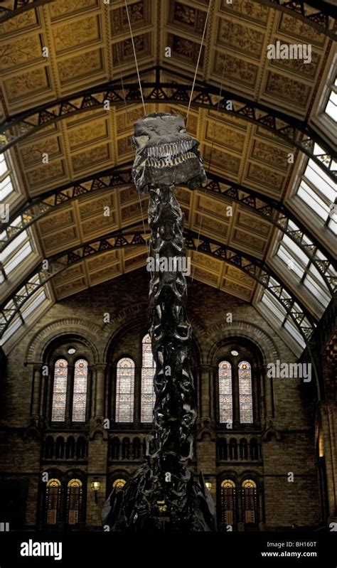 Cast Of Diplodocus Dinosaur Skeleton In The Central Hall At The Natural