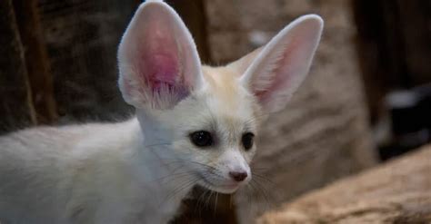 What’s a Baby Fennec Fox Called + 5 More Amazing Facts & Pictures! - A ...