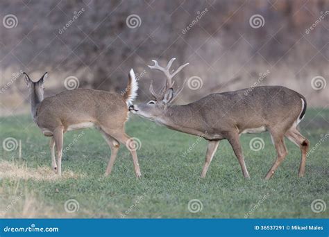 Reproduction Stage Of Whitetail Deer Stock Image Image Of Hiding Glands 36537291