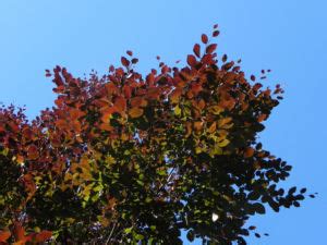 Rot Buche Baum Blatt Rot Fagus Sylvatica Galerie Album Bilder Fotos