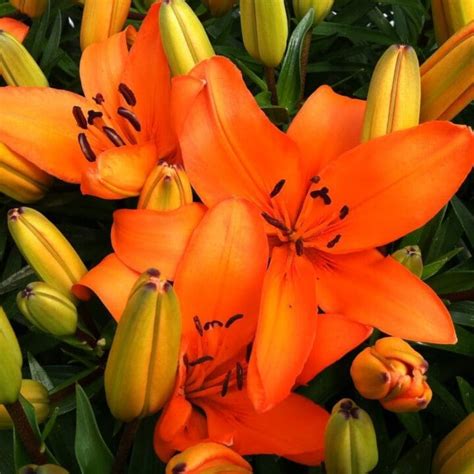 Tiny Dino Asiatic Lily Pahl S Market Apple Valley Mn