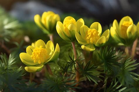 10 Flowers That Represent Winter: Resilient Blooms - Foliage Friend ...