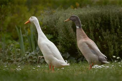 Rare Duck Breeds - 15 Ducks That'll Make You Quack In Awe