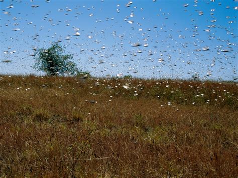 Photo Gallery Grasslands Prairies And Savannas National Geographic