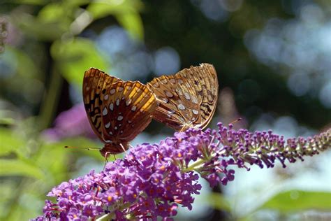 Butterfly Butterflies Insect Free Photo On Pixabay Pixabay