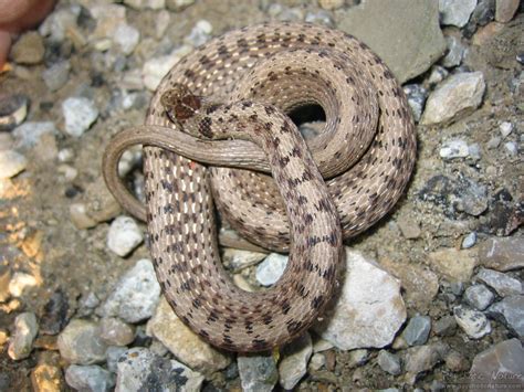 Dekay’s Brownsnake – PA HERP IDENTIFICATION