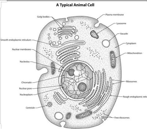 Animal Cell Electron Microscope