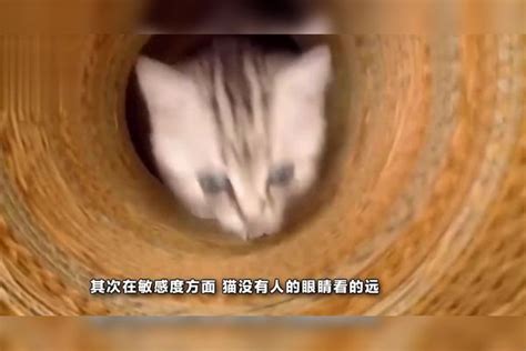 猫眼中的世界和人类有何不同？ 人类 世界