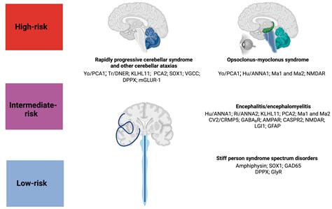 Biomedicines Free Full Text Paraneoplastic Neurological Syndromes Of The Central Nervous