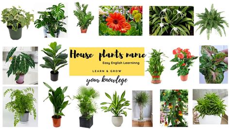 House Plants Names and Photos - Back Gardener