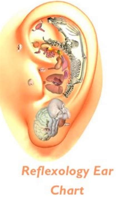 Ear Reflexology Info Acupuntura Oreja Reflexología Acupuntura