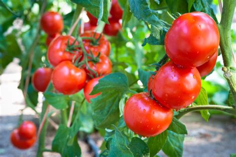 Tomatenkrankheiten Von A Bis Z Erkennen Und Behandeln