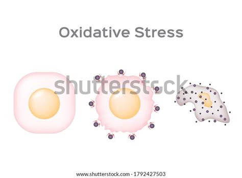 Oxidative Stress Cell Vector Free Radical Stock Vector Royalty Free