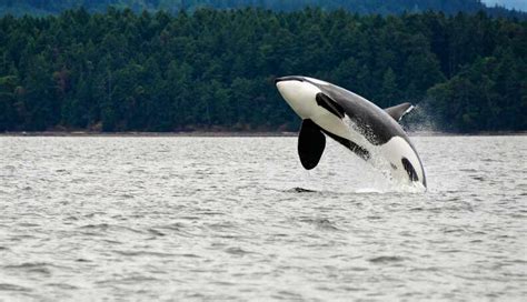 Generations Of Orcas Saved From Life In Tanks - The Dodo