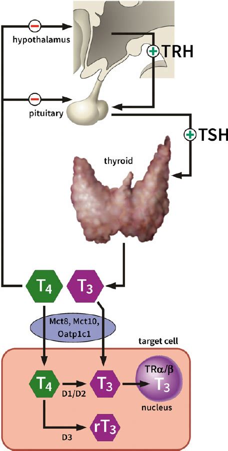 Thyroid Hormone Diagram