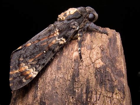 Death’s-head Hawk-moth | Butterfly Conservation