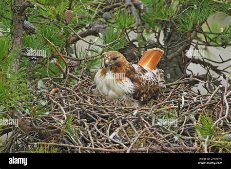 red-tailed hawk nesting Stock Photo - Alamy