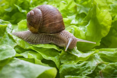 Why Does Salt Kill Slugs And Snails