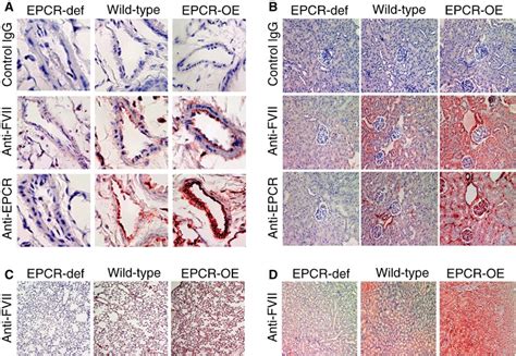 Endothelial Protein C Receptor Epcr Dependent Binding Of Activated