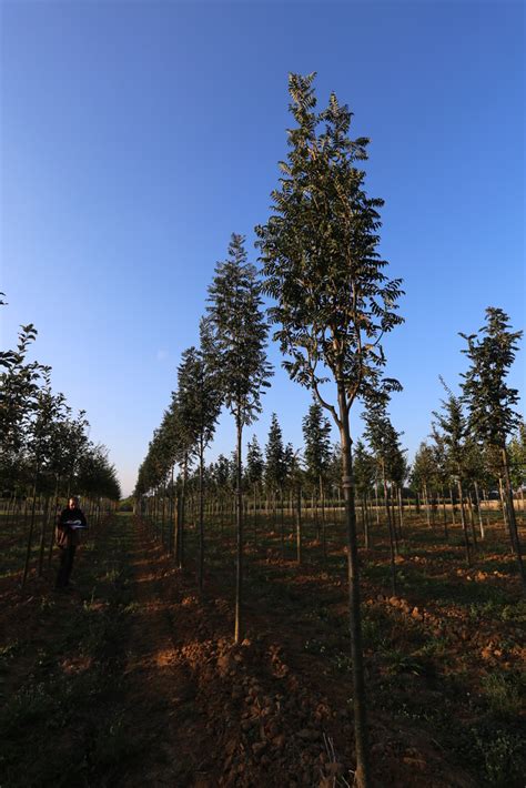 Sorbus Aucuparia Sheerwater Seedling Guillot Bourne