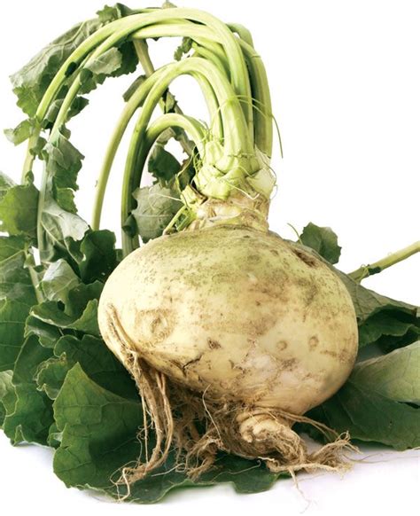 Rutabaga Root Vegetable Edible Nutrition Britannica