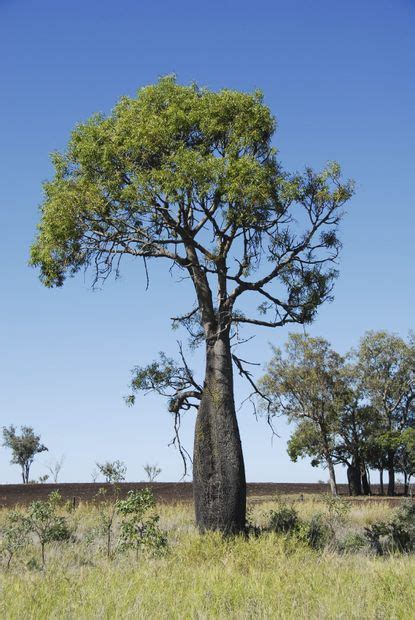 Australian Bottle Tree Info Learn About Kurrajong Bottle Trees