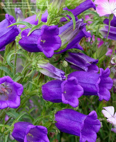 Plantfiles Pictures Canterbury Bells Deep Blue Campanula Medium By