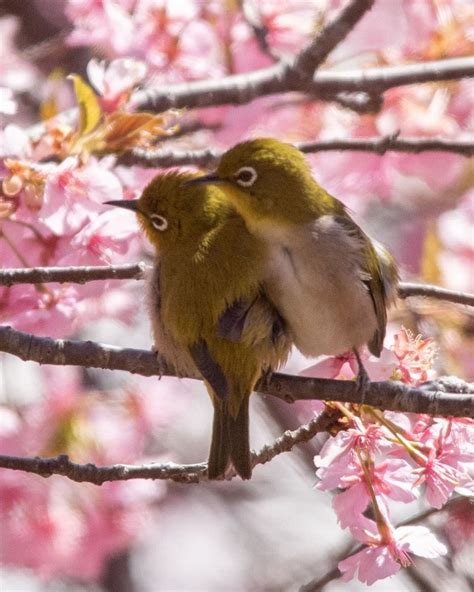 春よ来い花咲く河津桜の木にやって来た愛らしいメジロの姿「幸せをありがとうございます」｜まいどなニュース