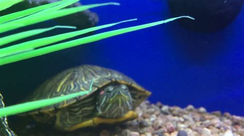 Healthy Turtles At Petsmart Youtube