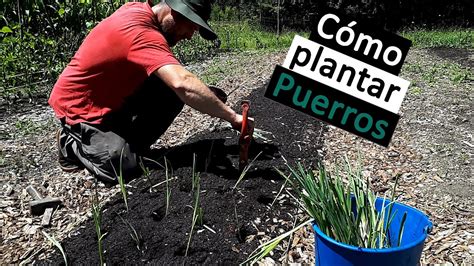 C Mo Plantar Puerros Con Truco Ep Birika Permakultura