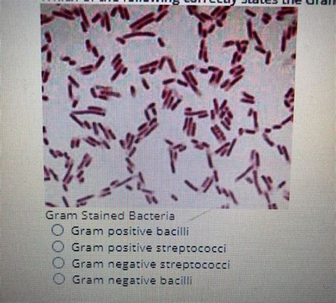 Solved 173 T Bas A Wz A Gram Stained Bacteria Gram