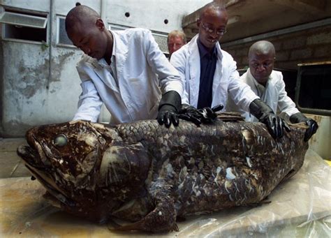 Baú Do Luizinho Lista Reúne Peixes Raros E Assustadores