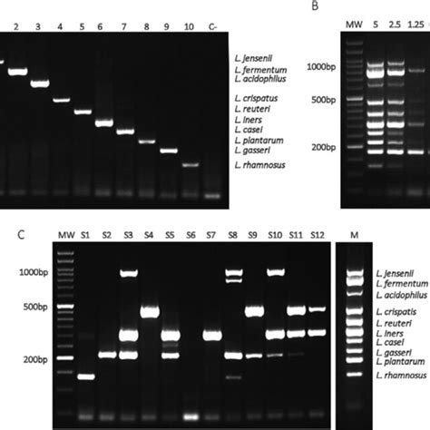 Specificity And Sensitivity Of Multiplex Pcr For Ten Lactobacillus