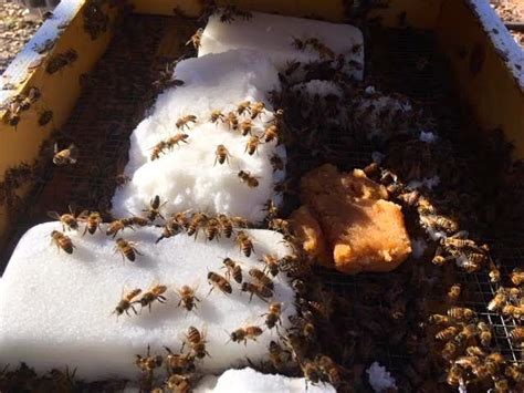 Winter Bee Feeding — Home Sweet Bees