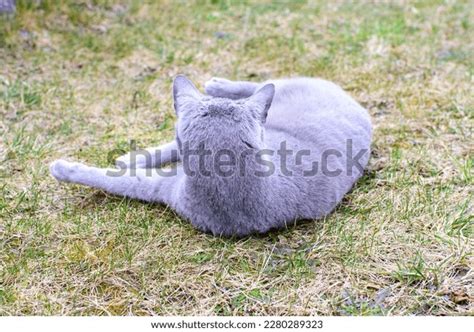 Gray Kitten Funny Poses Memes Grey Stock Photo 2280289323 | Shutterstock