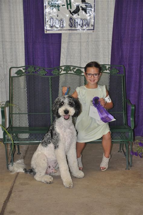 Dog Training Project