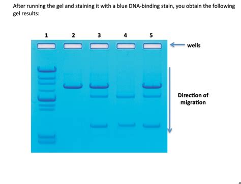 Solved Part P And Li Fraumeni Syndrome A Case Study Chegg