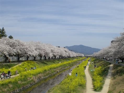 佐奈川堤の桜開花・満開情報 2024 日本気象協会 Tenkijp