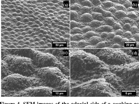 Figure From Influence Of Weather Conditions On The Surface Morphology