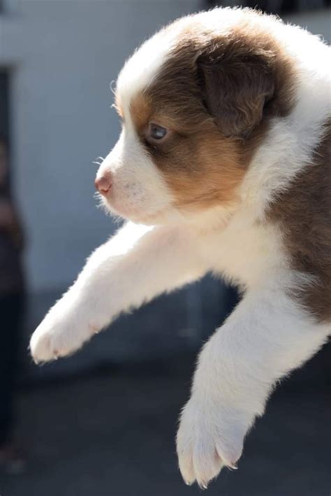 Cuccioli Di Cane Pastore Australiano Australian Shepherd In Vendita