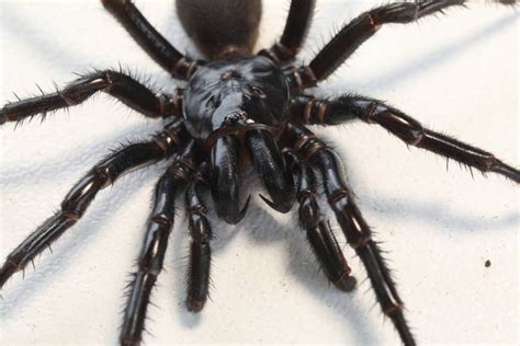 Venomous Funnel Web Spiderlings Burst From Egg Sac At Australian