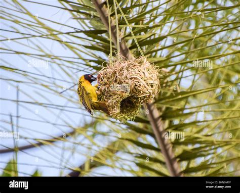 A Masked Weaver Bird Building His Nest In Zimbabwe Stock Photo Alamy