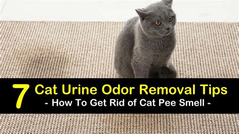 7 Simple Ways to Get Rid of Cat Pee Smell