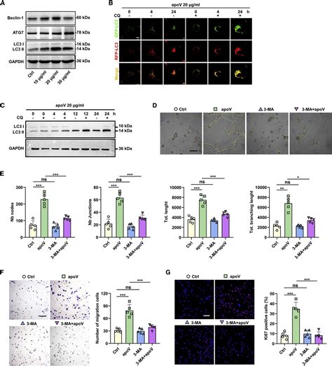 外泌体鉴定 外泌体提取 细胞摄取 细胞功能实验 研载生物科技（上海）有限公司