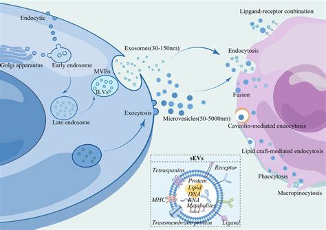 Sevs Biogenesis And Uptake Sevs Are Formed By Creating Early Download Scientific Diagram